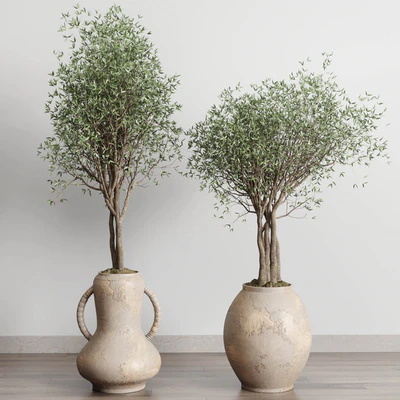 Olive tree in an old earthenware vase indoor collection 182 — Вид 6