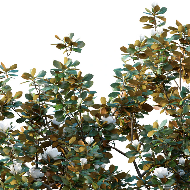 Magnolia grandiflora 02 — Descargar