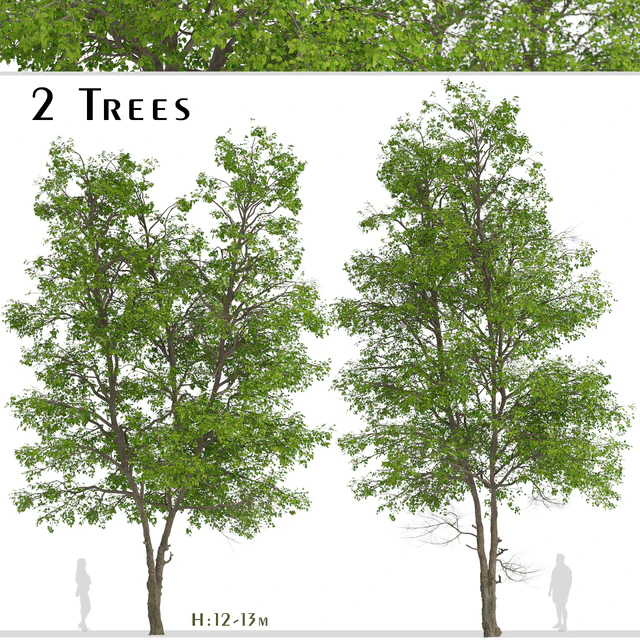 Set of Tilia Platyphyllos Trees (Large-Leaved Lime) (2 Trees) — Descargar
