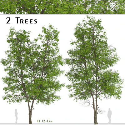 Set of Tilia Platyphyllos Trees (Large-Leaved Lime) (2 Trees) — Ver 1