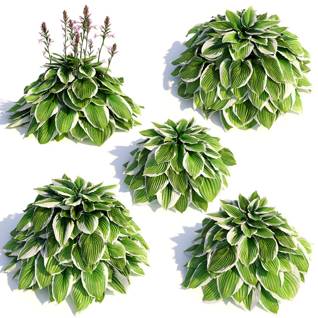 Hosta albomarginata — Скачать