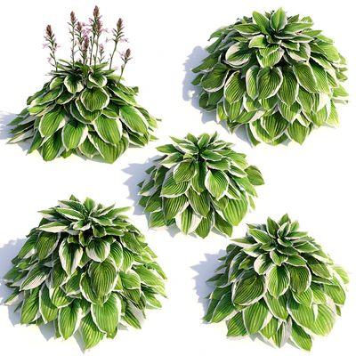 Hosta albomarginata — Вид 3