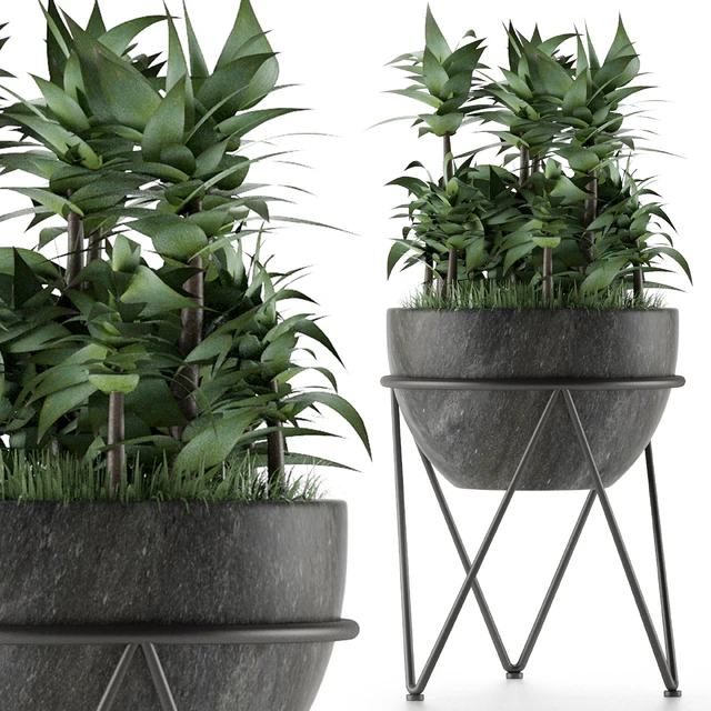 House Plant 21 — Скачать