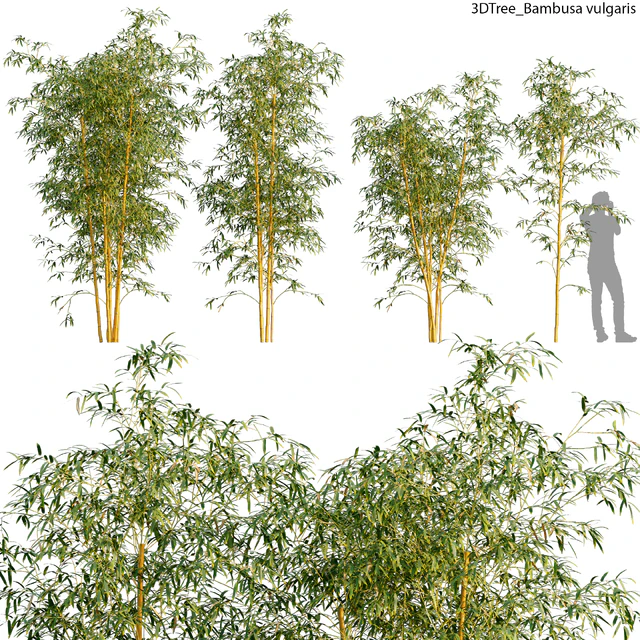 Bambusa vulgaris 01 — Descargar