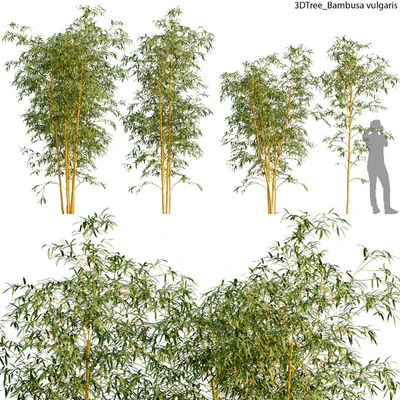 Bambusa vulgaris 01 — Descargar