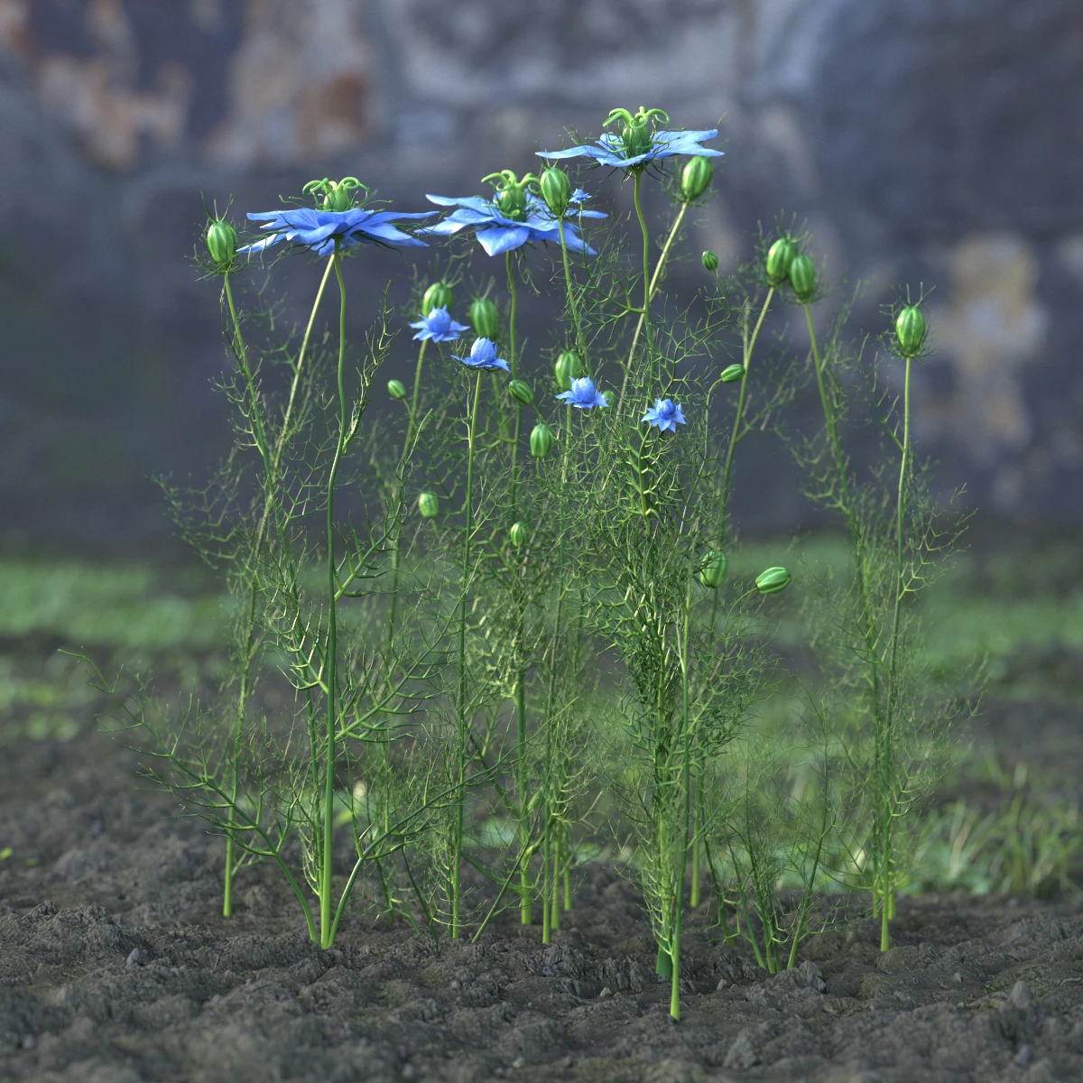 garden flowers 034 — Descargar