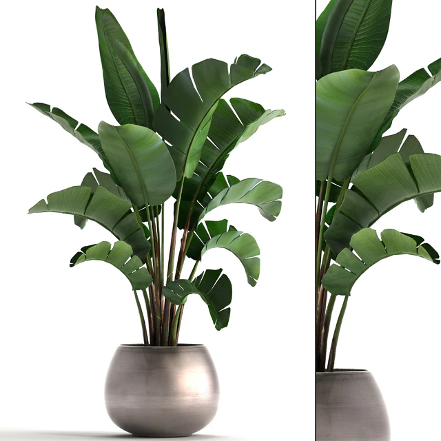 Plant collection 294. Banana, pot, flowerpot, indoor banana, strelitzia, luxury, strelitzia — Descargar
