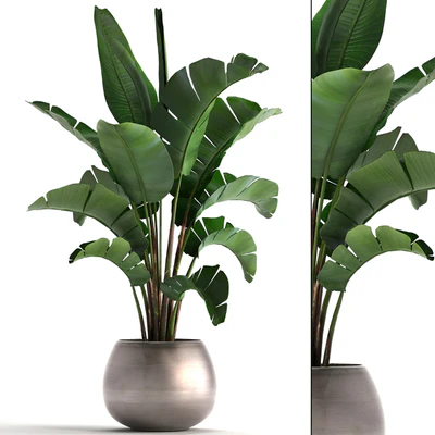 Plant collection 294. Banana, pot, flowerpot, indoor banana, strelitzia, luxury, strelitzia — Ver 1