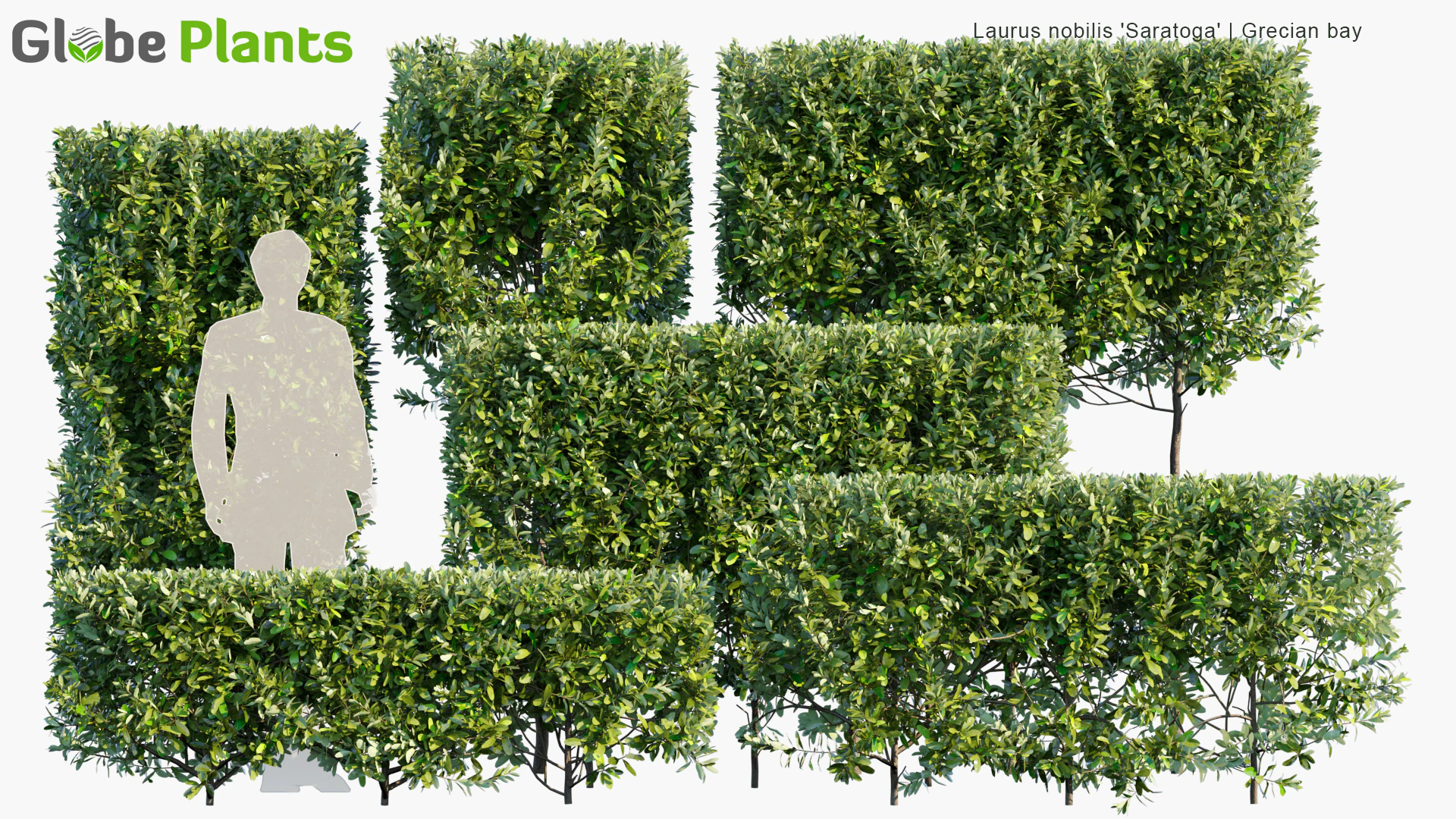 laurus nobilis saratoga — Скачать