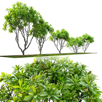 Frangipani tree — Ver 4