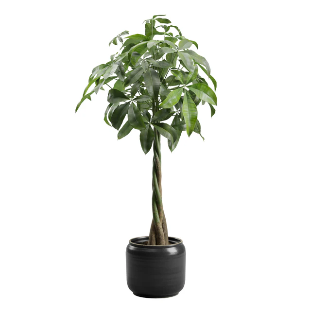 Pachira Aquatica in Dark Planter — Descargar