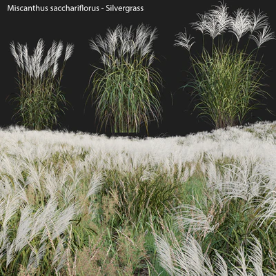 Miscanthus sacchariflorus - Silvergrass 02 — Ver 6