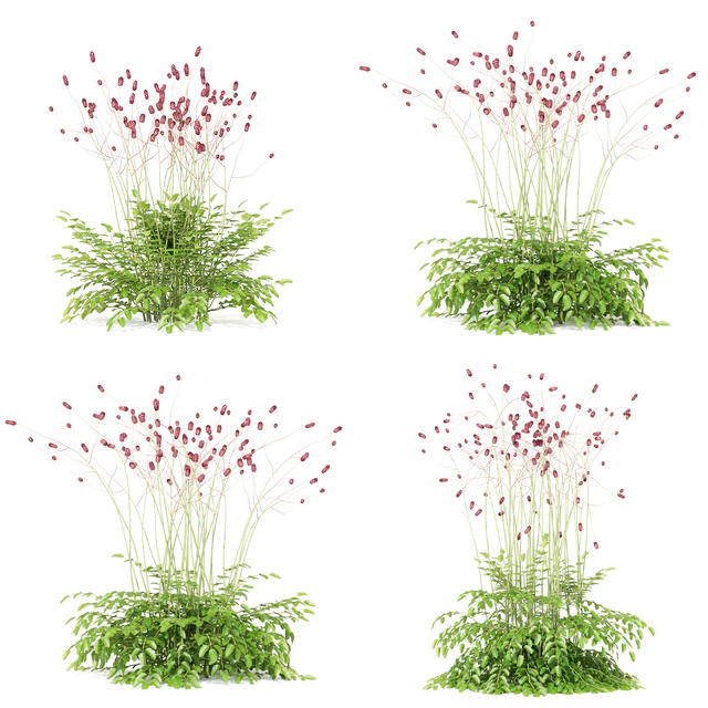 Hemophilus officinalis | Sanguisorba officinalis — Descargar