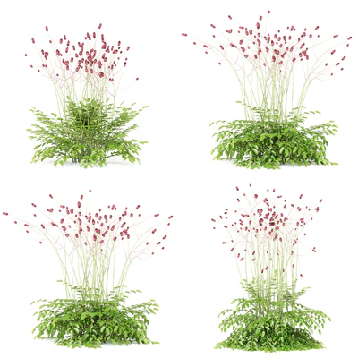 Hemophilus officinalis | Sanguisorba officinalis — Ver 5