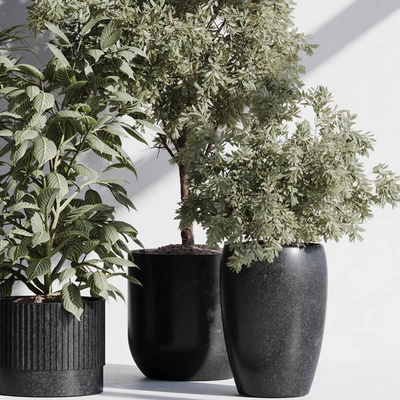 indoor plant set 85 — Вид 7