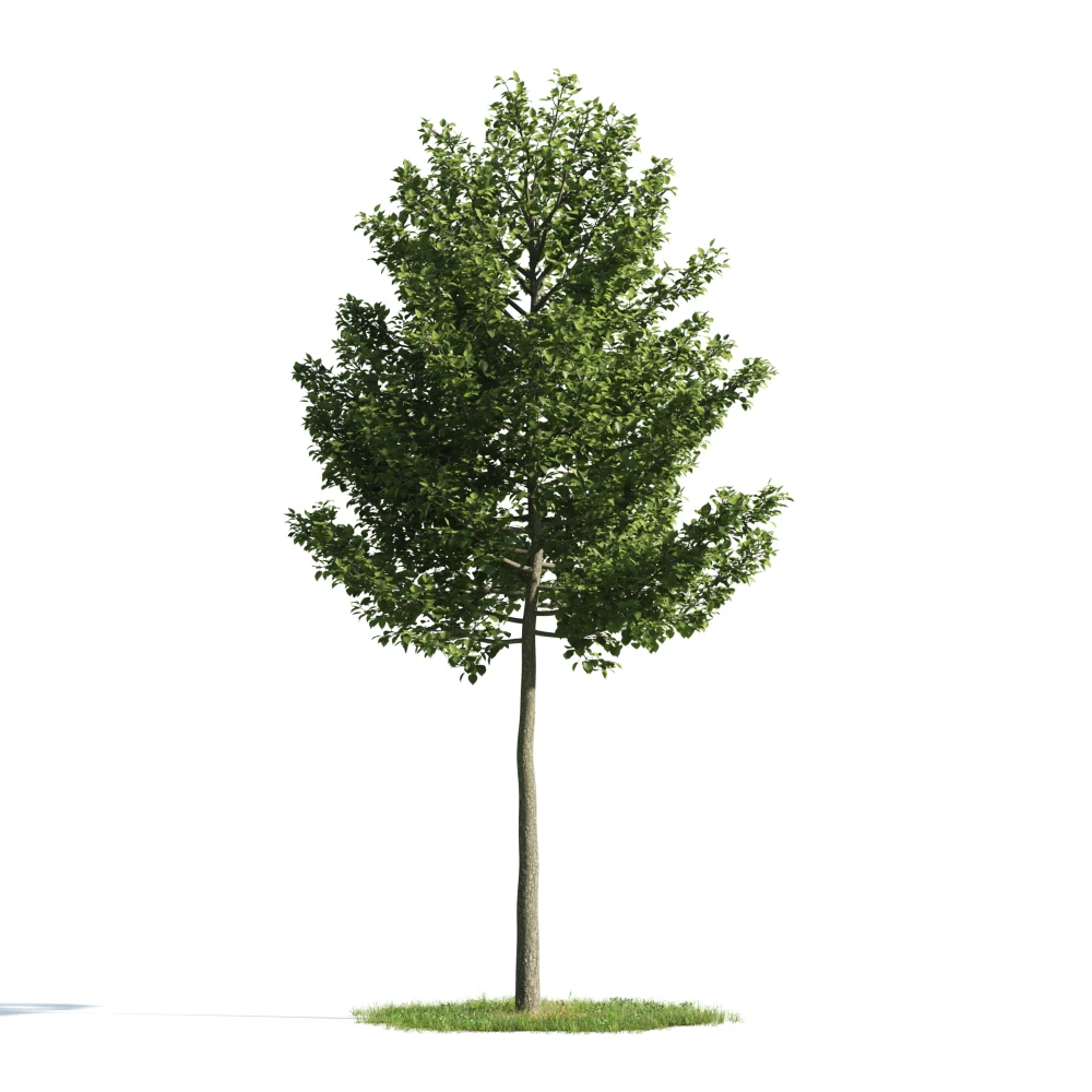 trees 054 — Descargar