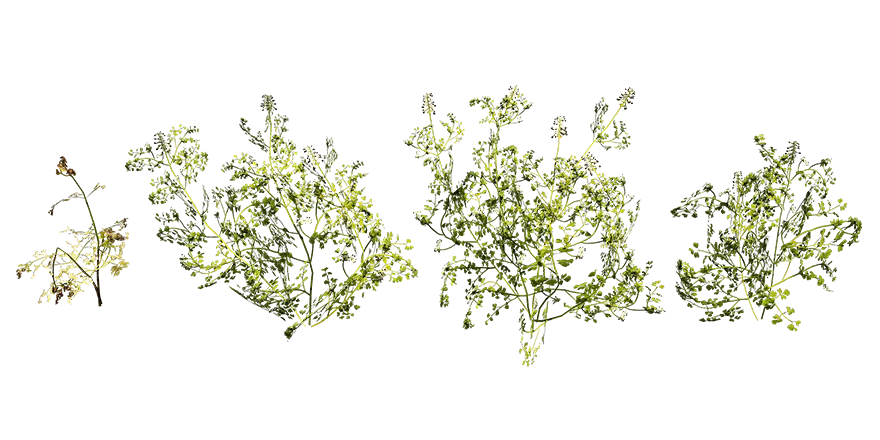 white ramping fumitory 001 — Скачать