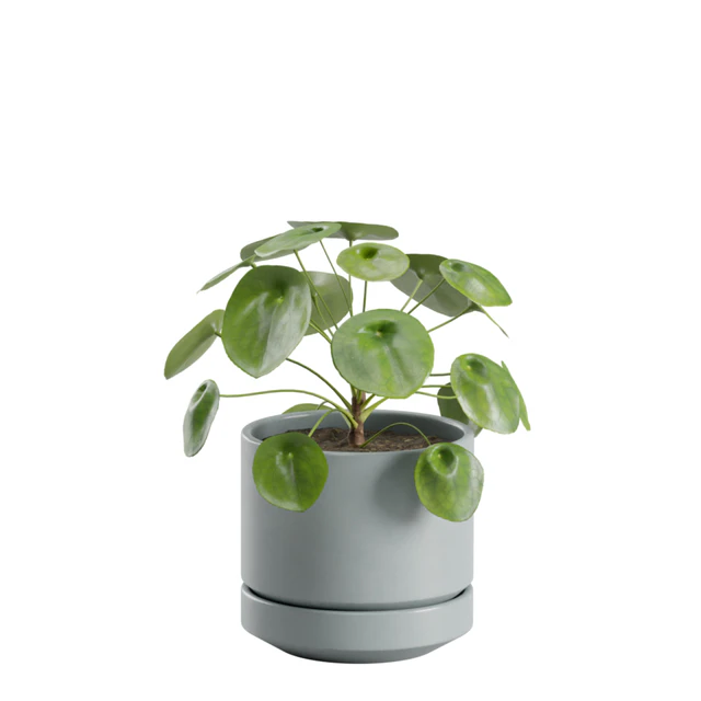 Indoor Plant Pack 30 — Download