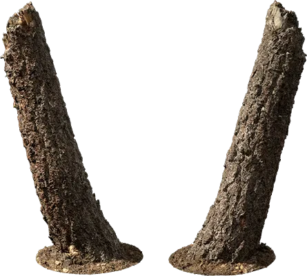 broken tree trunk 001 — Скачать