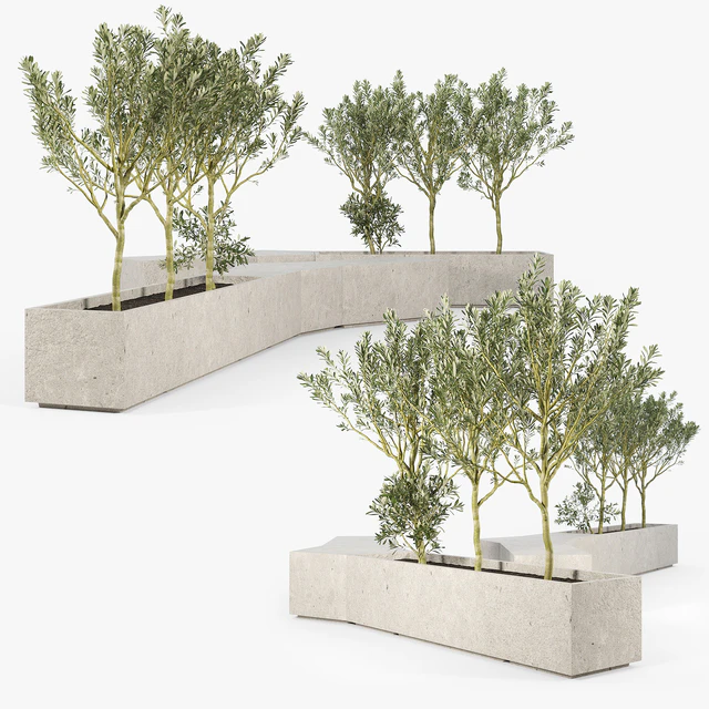 BOX PLANTER Olea europaea 02 — Descargar