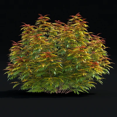 Рябинник рябинолистный кусты | Sorbaria sorbifolia v3 — Вид 7