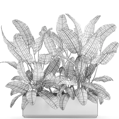 Beautiful lush thickets of bushes of plants in a white pot flowerbed with strelitzia, banana palm, ravenala. Set 590. — Ver 5