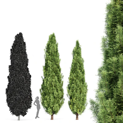Cypress-5 trees — Ver 4