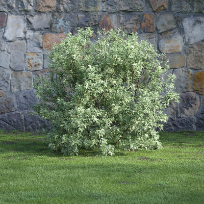 plants and bushes 040 — Descargar