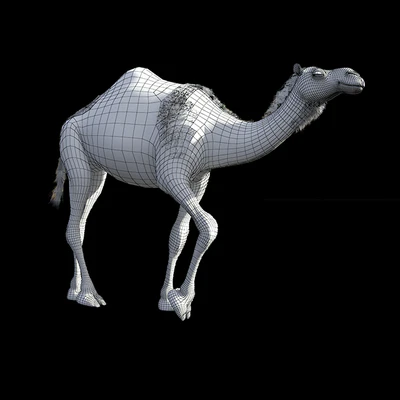 Camel — Ver 3