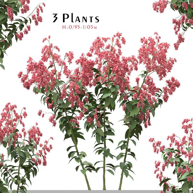 Set of Polygonum Orientale Plant ( Princes Feather ) ( 3 Plants ) — Descargar