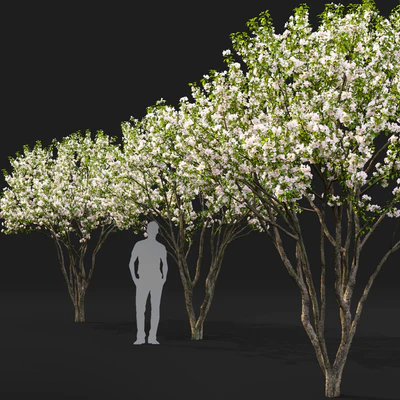 Malus flowering # 6 — Ver 3