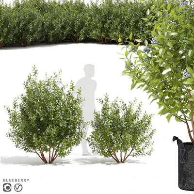 Голубика кусты | Blueberry — Вид 1