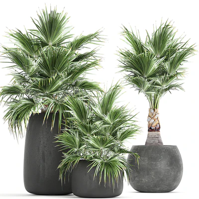 A collection of small beautiful decorative fan palms in black outdoor pots. Set 814. — Ver 1