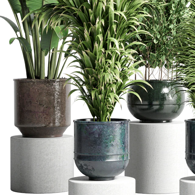 collection Indoor plant 115 metal dirt old vase handmade pot plant ravenala ficus rubbery palm — Descargar