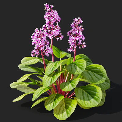 Bergenia cordifolia flowers | Bergenia cordifolia — Ver 5