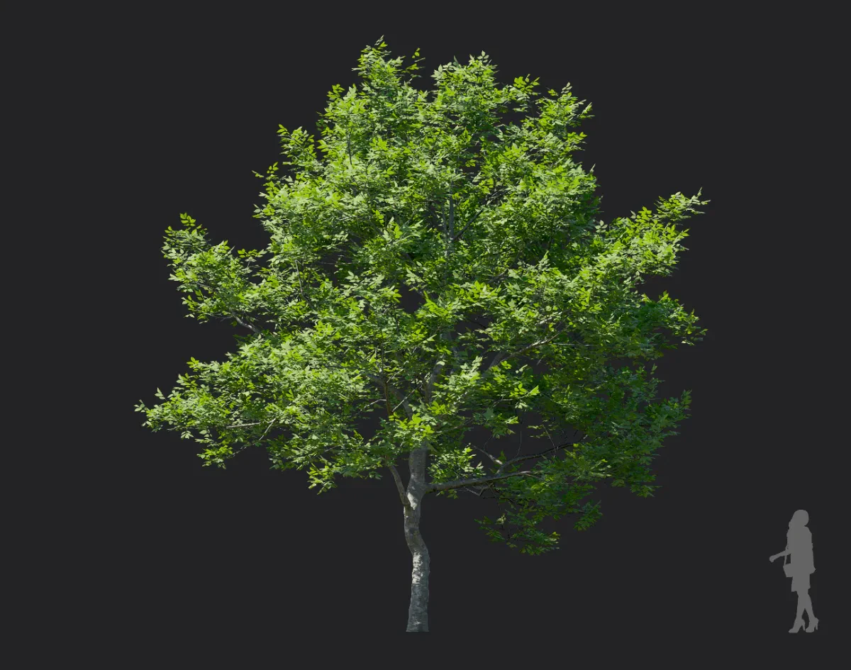 fraxinus rhynchophylla 004 — Descargar