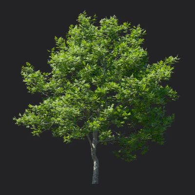 fraxinus rhynchophylla 004 — Descargar