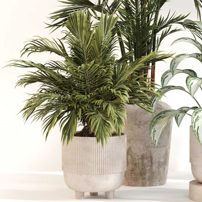 Indoor Plant Set 0123 — Ver 5