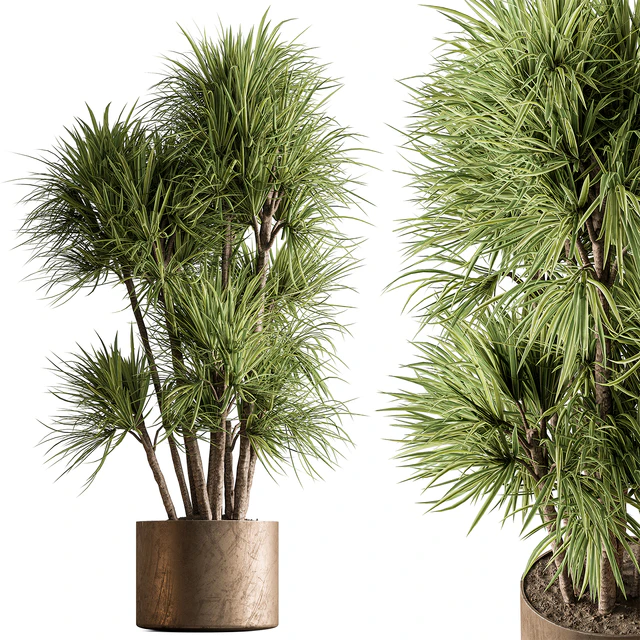 Indoor Plant 609 - Yuka Plants — Descargar