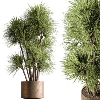 Indoor Plant 609 - Yuka Plants — Ver 1