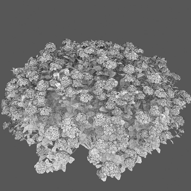 Spiraea — Скачать
