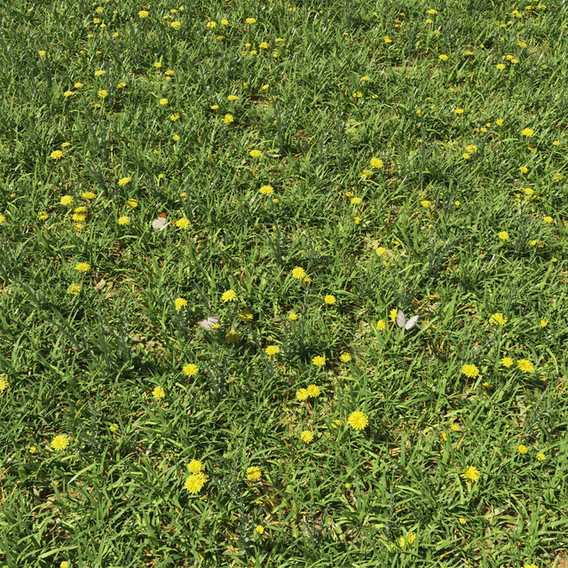 Grass &amp; plants — Descargar