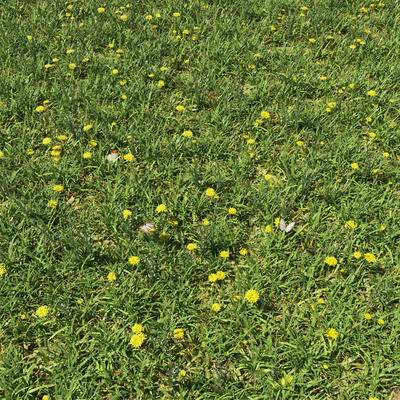 Grass &amp; plants — Ver 3