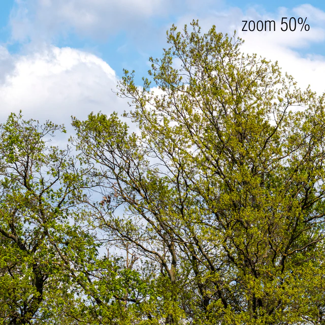 Panorama with Trees v2. 50k — Descargar