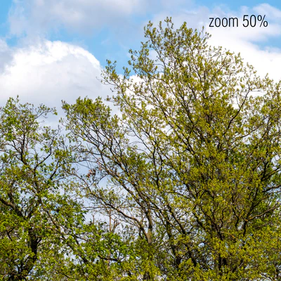 Panorama with Trees v2. 50k — Ver 4