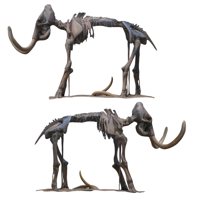 Mammoth skeleton — Descargar
