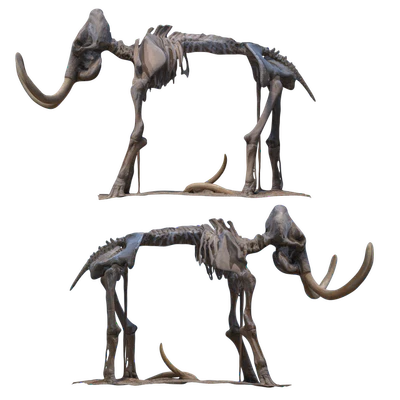 Mammoth skeleton — Ver 5
