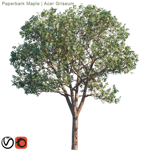 Paperbark Maple | Acer Griseum # 2 — Descargar