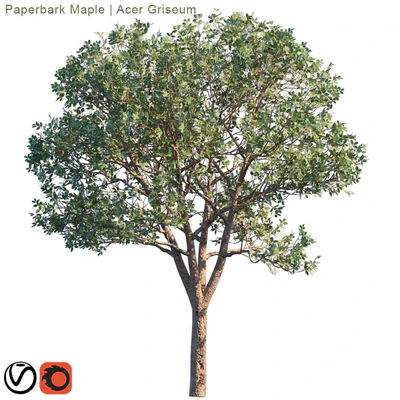 Paperbark Maple | Acer Griseum # 2 — Ver 3