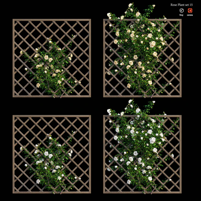 Rose plant set 15 — Скачать